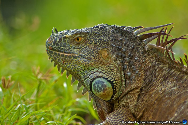 The Role Of The Iguana In Its Natural Habitat