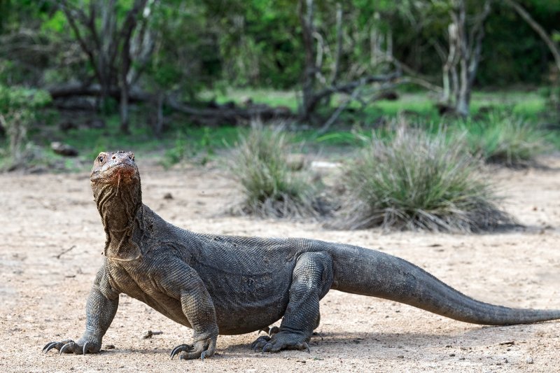 The Role Of The Komodo Dragon In Its Natural Habitat
