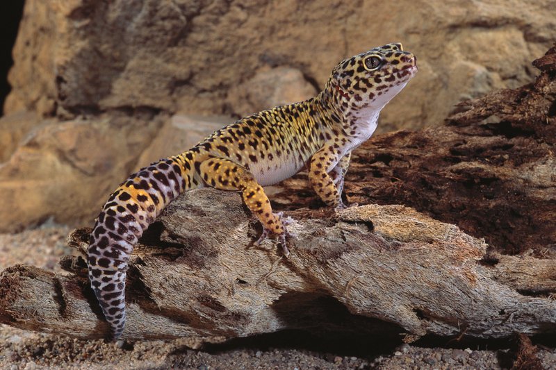 The Role Of The Leopard Gecko In Its Natural Habitat