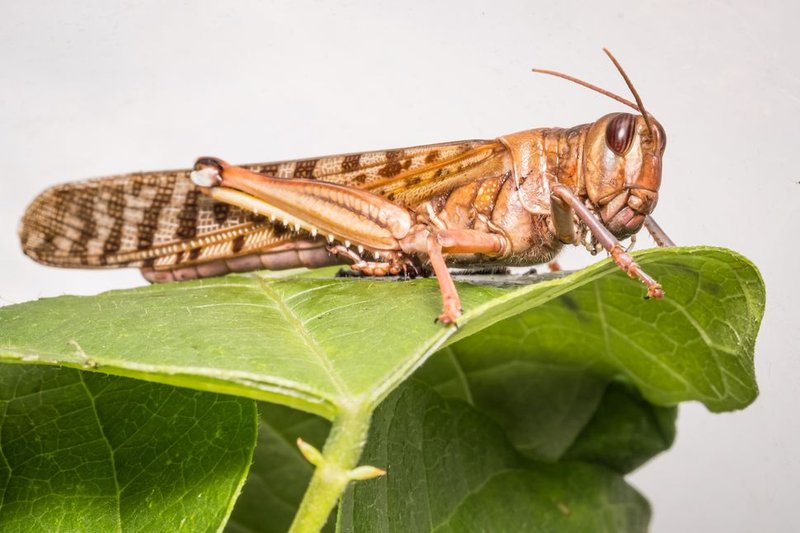 The Role Of The Locust In Ecosystems