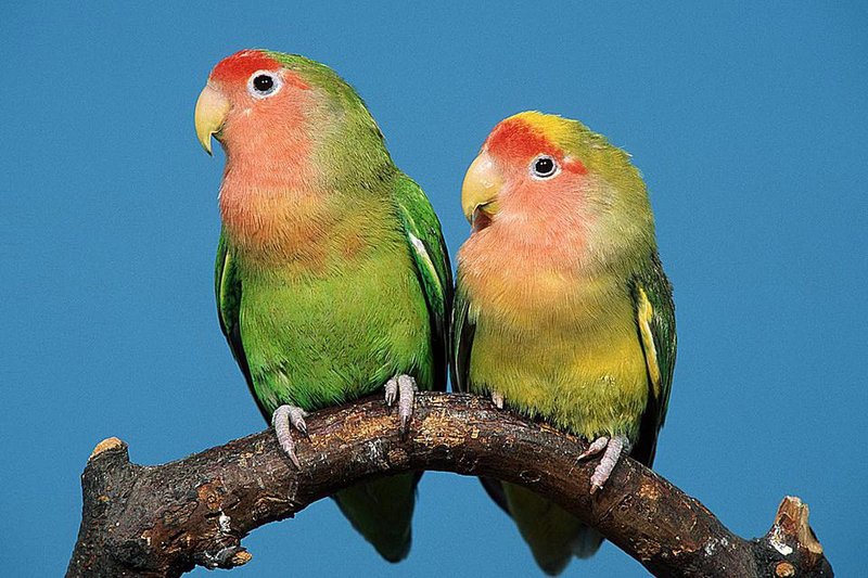 The Role Of The Lovebird In Local Cultures And Folklore