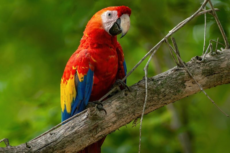 The Role Of The Macaw In Local Cultures And Folklore
