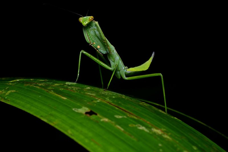 The Role Of The Mantid In Ecosystems