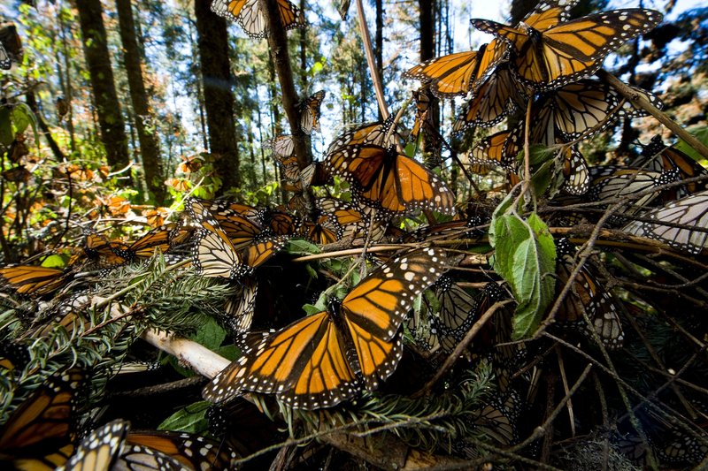 The Role Of The Monarch Butterfly In Ecosystems