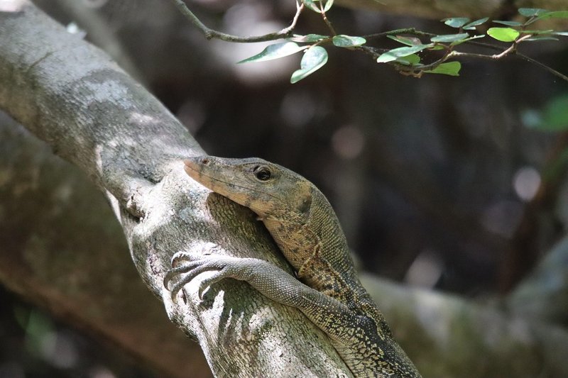 The Role Of The Monitor Lizard In Its Natural Habitat