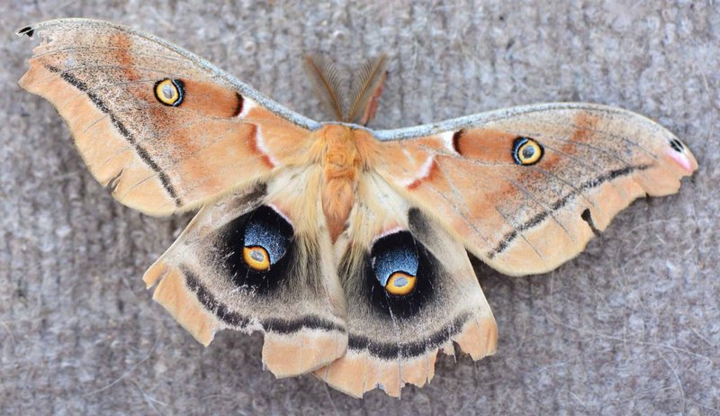 The Role Of The Moth In Ecosystems