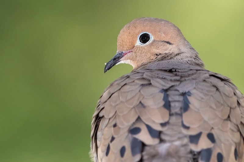 The Role Of The Mourning Dove In Local Cultures And Folklore