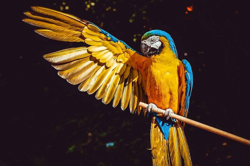 The Role Of The Parrot In Local Cultures And Folklore