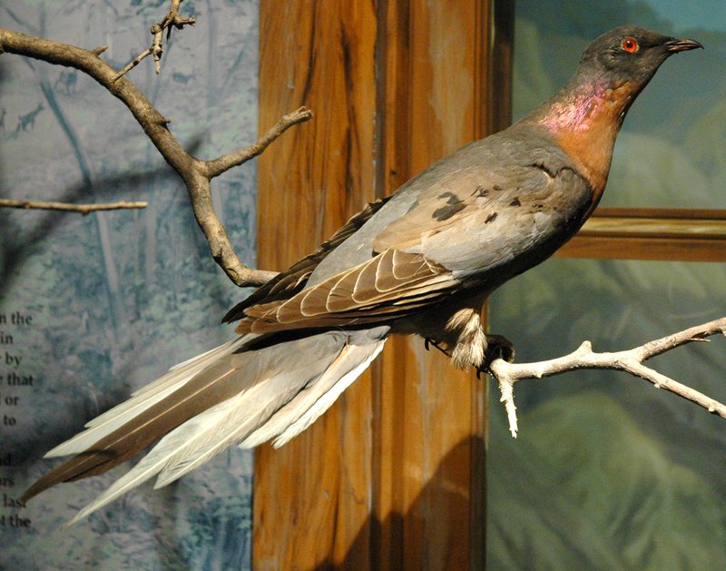 The Role Of The Passenger Pigeon In Local Cultures And Folklore