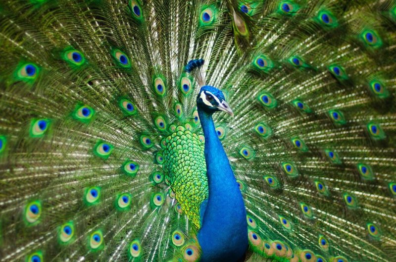 The Role Of The Peacock In Local Cultures And Folklore