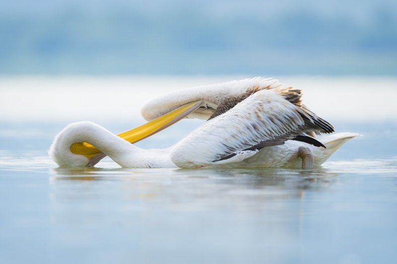 The Role Of The Pelican In Local Cultures And Folklore