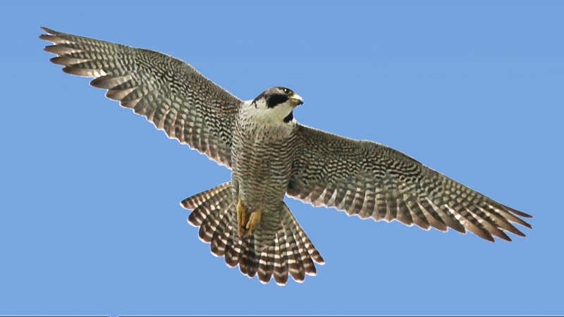 The Role Of The Peregrine Falcon In Local Cultures And Folklore
