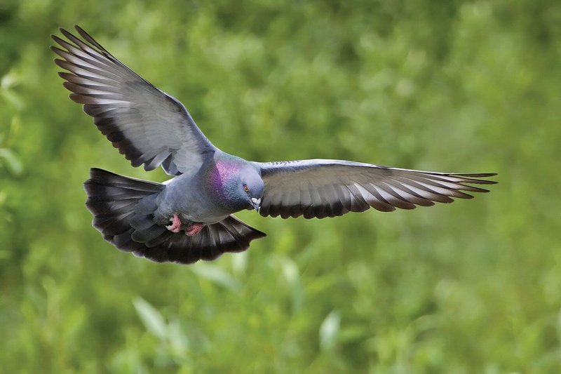 The Role Of The Pigeon In Local Cultures And Folklore