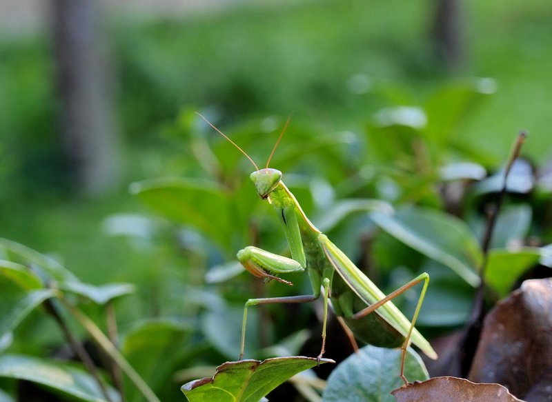 The Role Of The Praying Mantis In Ecosystems