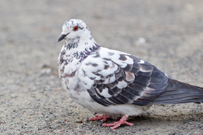 The Role Of The Rock Pigeon In Local Cultures And Folklore