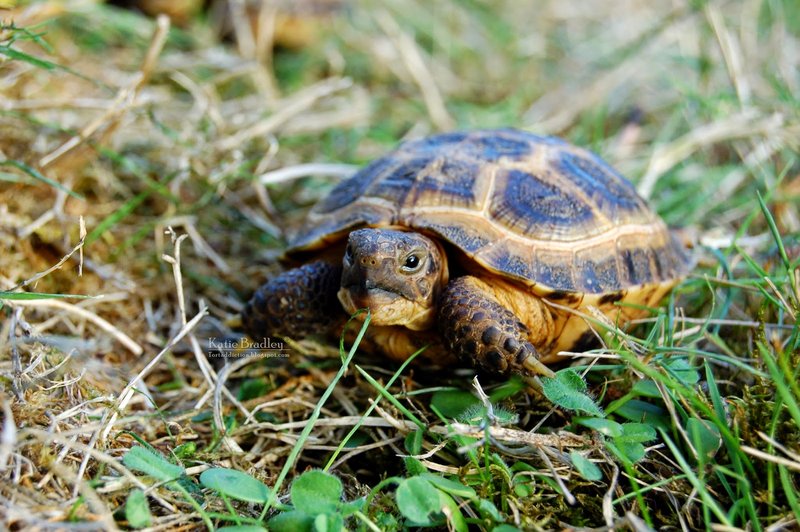 The Role Of The Russian Tortoise In Its Natural Habitat