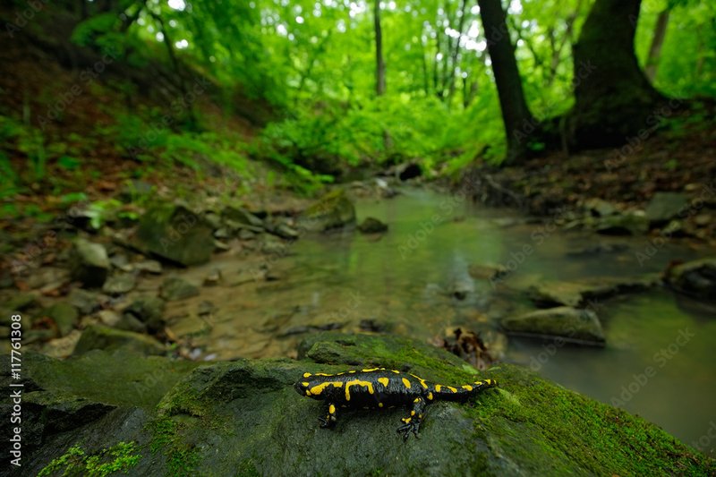 The Role Of The Salamander In Its Natural Habitat