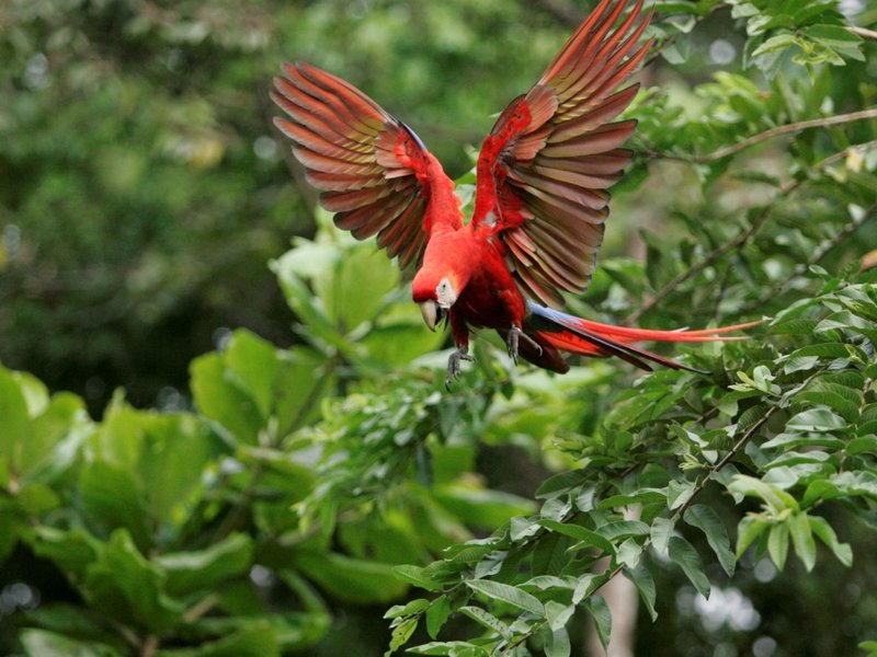 The Role Of The Scarlet Macaw In Local Cultures And Folklore
