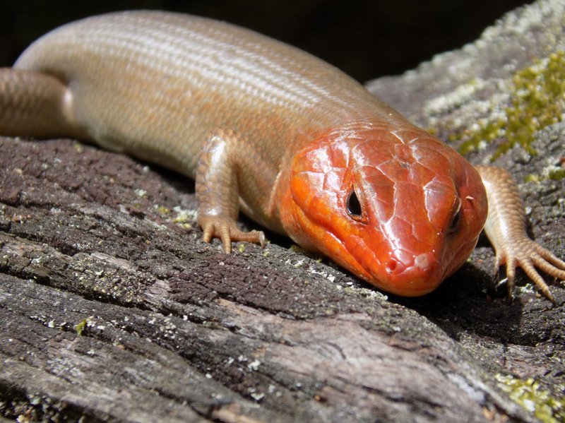 The Role Of The Skink In Its Natural Habitat