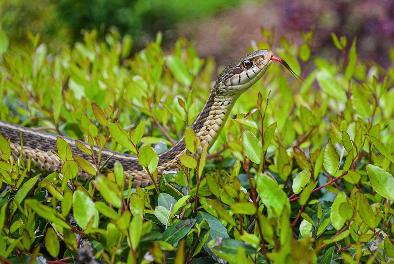 The Role Of The Snake In Its Natural Habitat