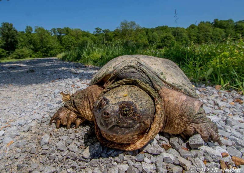 The Role Of The Snapping Turtle In Its Natural Habitat