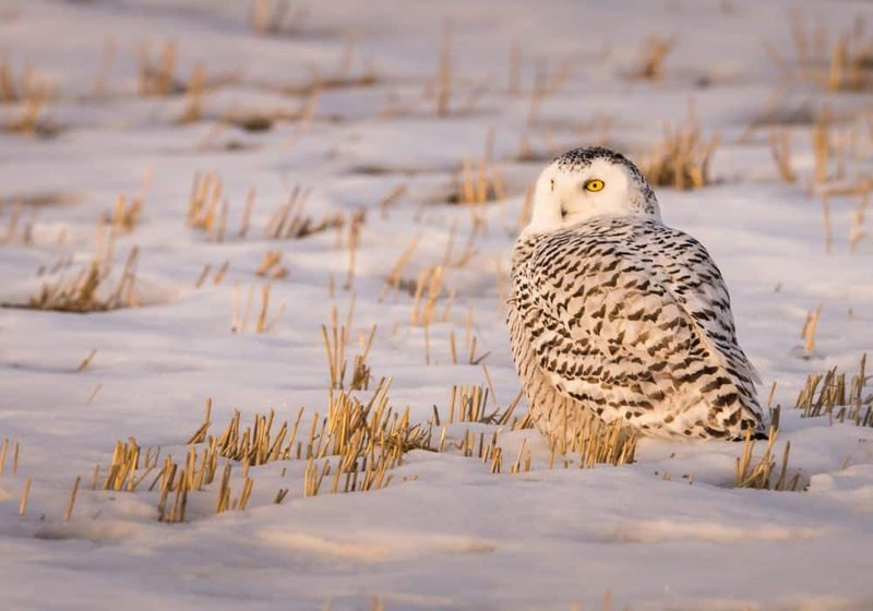 The Role Of The Snowy Owl In Local Cultures And Folklore