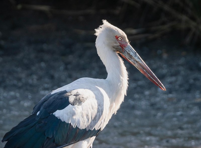 The Role Of The Stork In Local Cultures And Folklore