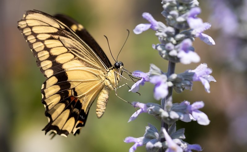 The Role Of The Swallowtail Butterfly In Ecosystems