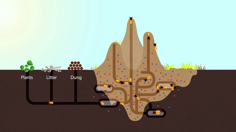 The Role Of The Termite In Ecosystems