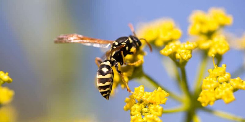 The Role Of The Wasp In Ecosystems