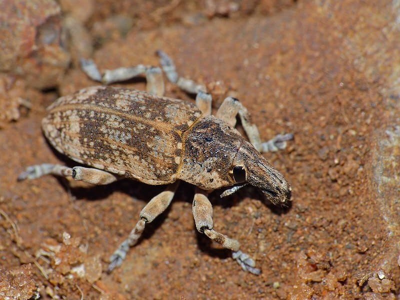 The Role Of The Weevil In Ecosystems