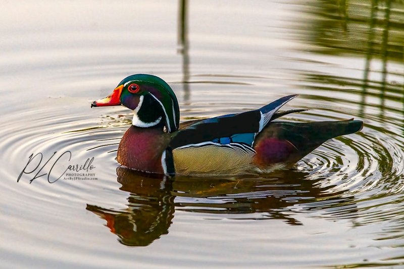 The Role Of The Wood Duck In Local Cultures And Folklore