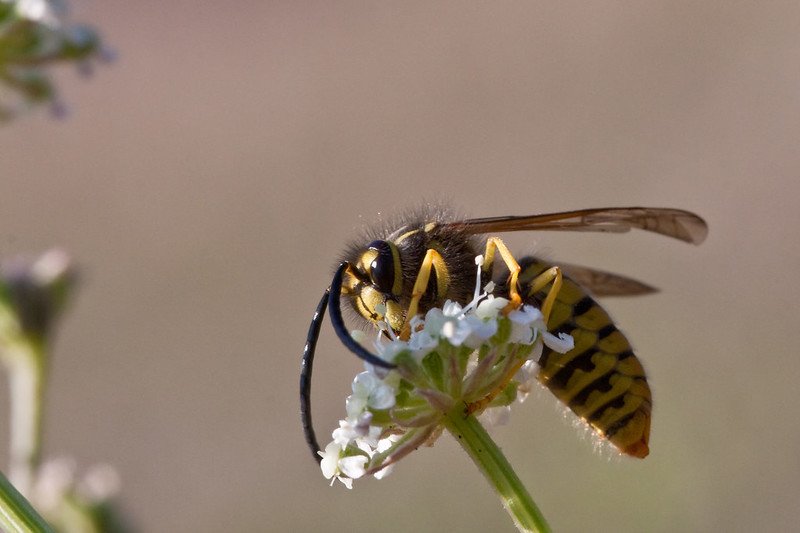 The Role Of The Yellowjacket In Ecosystems