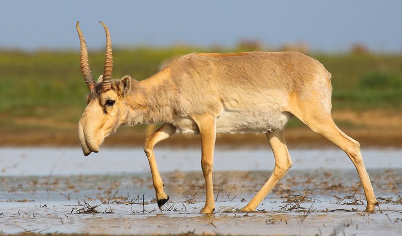 The Saiga Antelope'S Role In Its Ecosystem