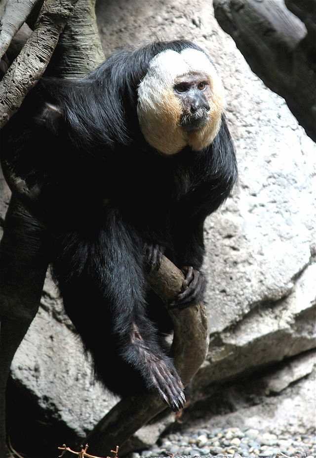 The Saki Monkey'S Role In Its Ecosystem