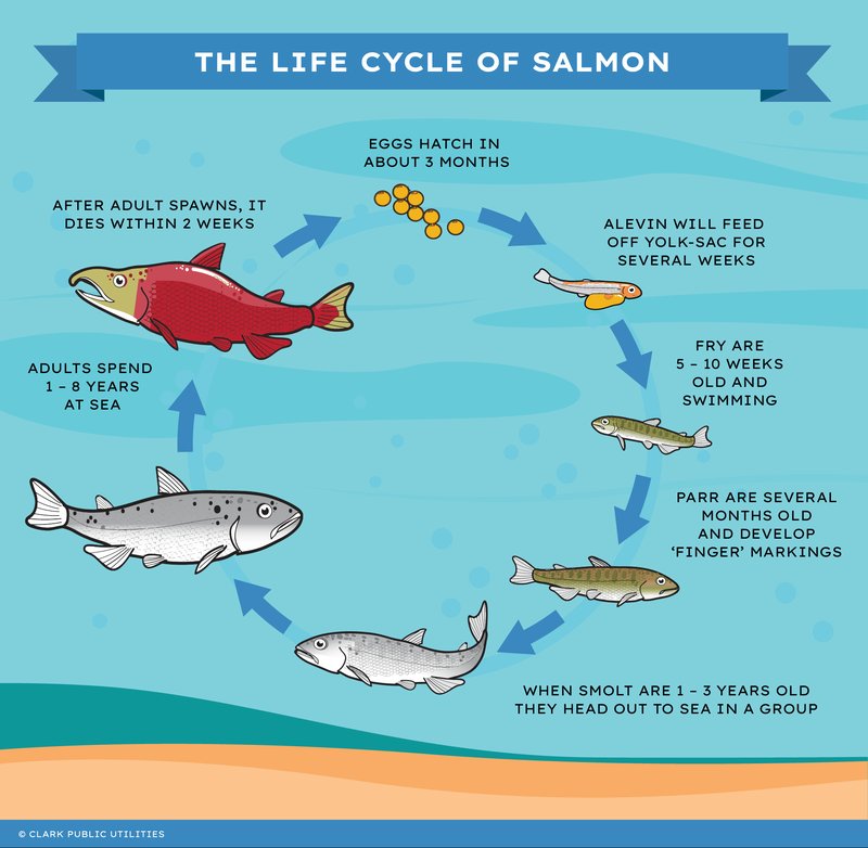 The Salmon'S Role In Its Ecosystem