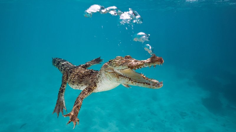 The Saltwater Crocodile'S Role In Its Ecosystem
