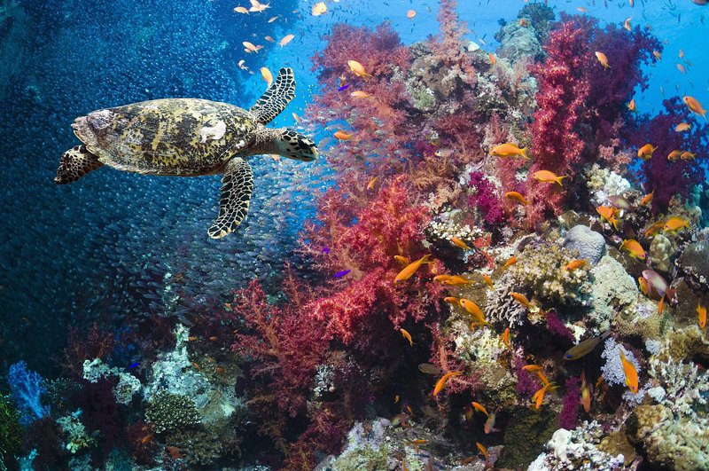 The Sea Turtle'S Role In Marine Ecosystems