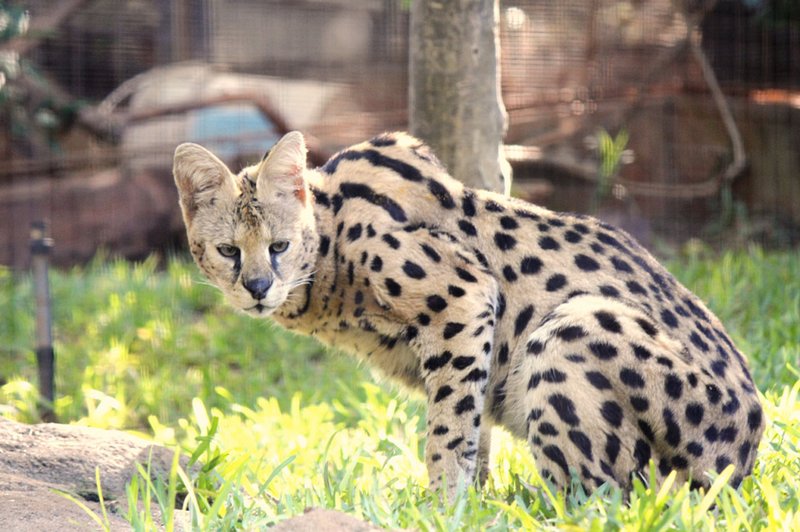 The Serval'S Role In Its Ecosystem
