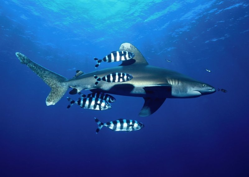 The Shark'S Role In Marine Ecosystems