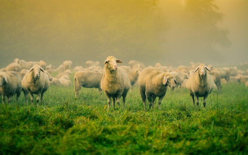 The Sheep'S Role In Its Ecosystem