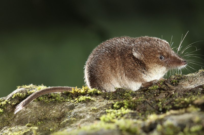 The Shrew'S Role In Its Ecosystem