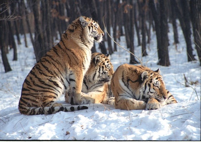 The Siberian Tiger'S Role In Its Ecosystem