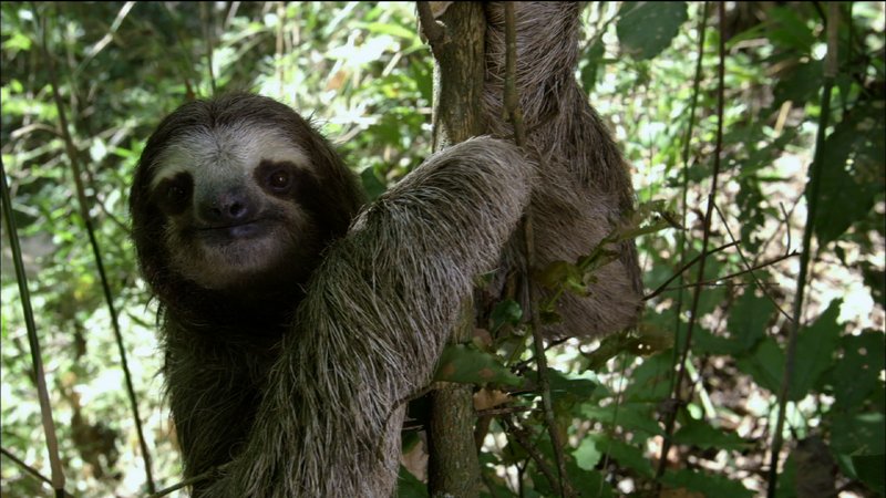 The Sloth'S Role In Its Ecosystem