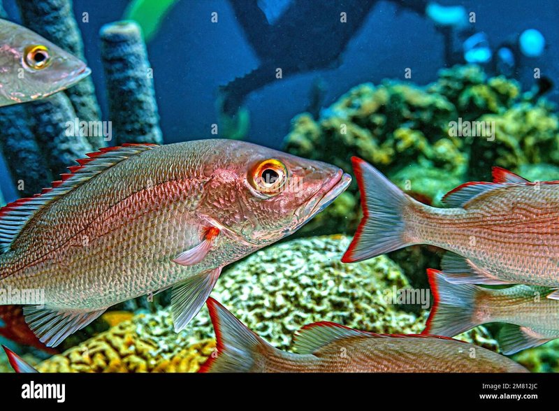 The Snapper'S Role In Marine Ecosystems