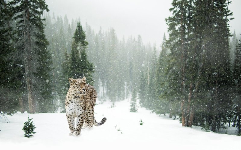 The Snow Leopard'S Role In Its Ecosystem