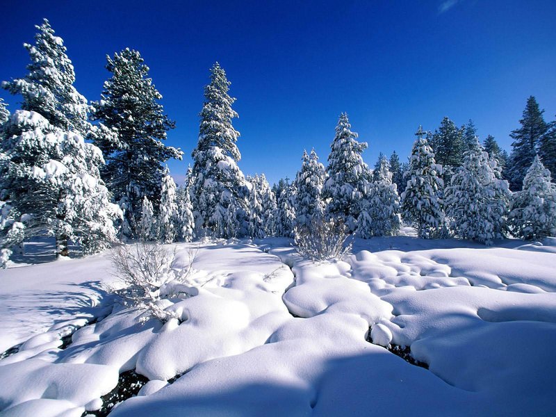 The Snow Leopard'S Role In Its Ecosystem