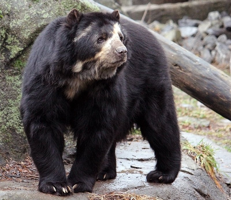 The Spectacled Bear'S Role In Its Ecosystem