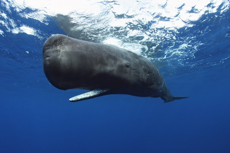 The Sperm Whale'S Role In Marine Ecosystems