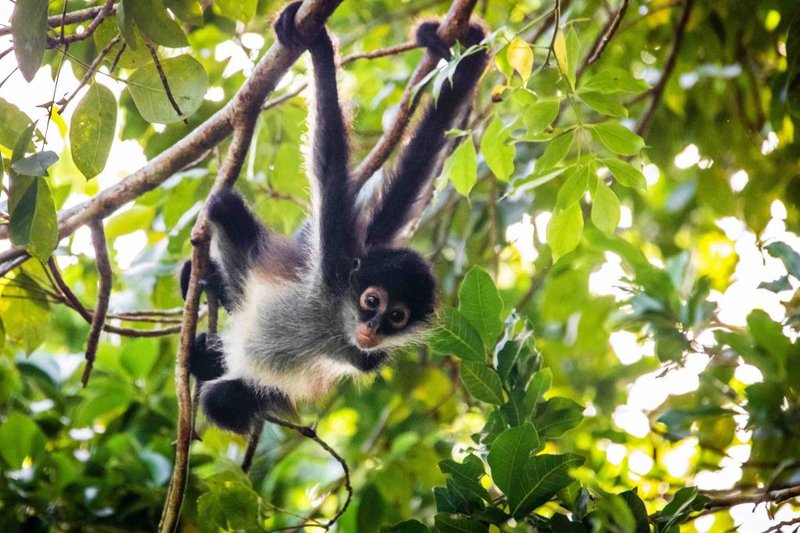 The Spider Monkey'S Role In Its Ecosystem